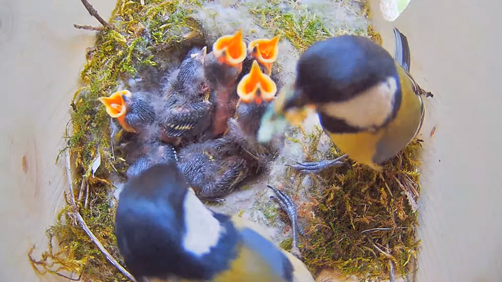 Онлайн веб-камера в скворечнике в коммуне Рекке, Германия